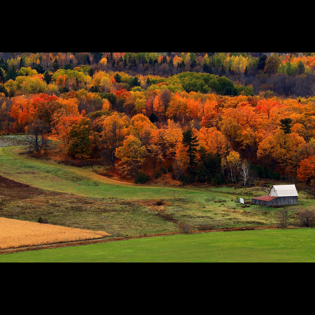 Autumn Field Canvas Art Print - Catalog Image - Andrew Moor Photography