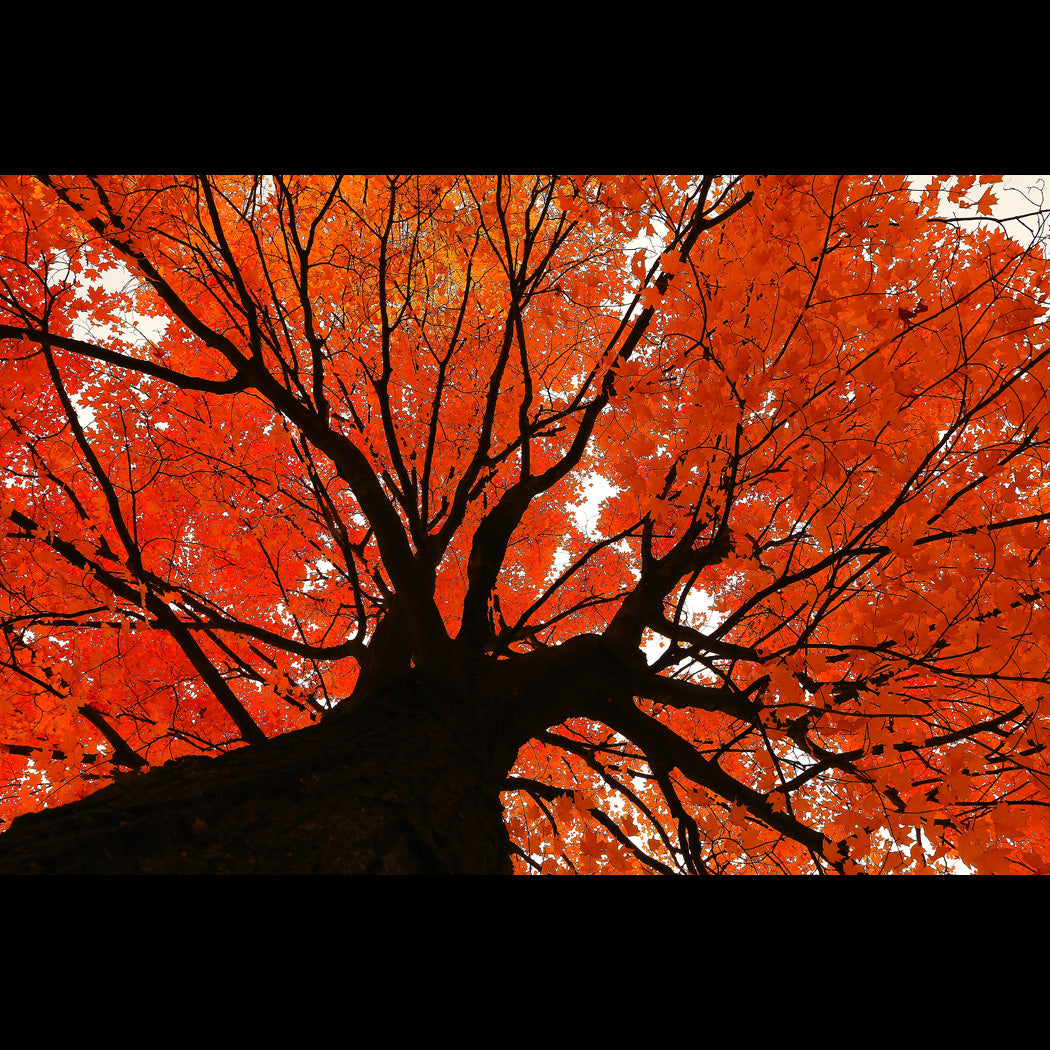 Autumn Maple Canvas Art Print - Catalog Image - Andrew Moor Photography
