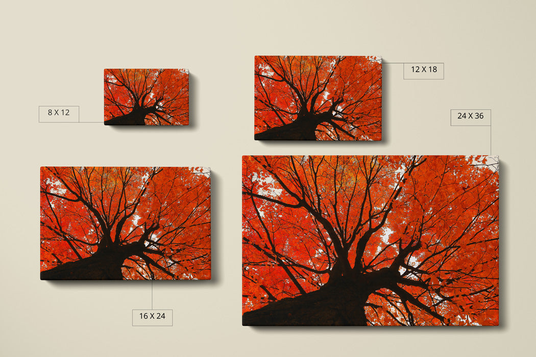 Autumn Maple Canvas Art Print - Canvas Comparison - Andrew Moor Photography