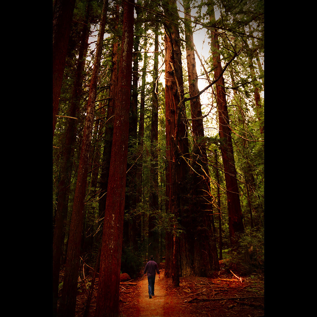 Avenue of the Giants Canvas Art Print - Catalog Image - Andrew Moor Photography