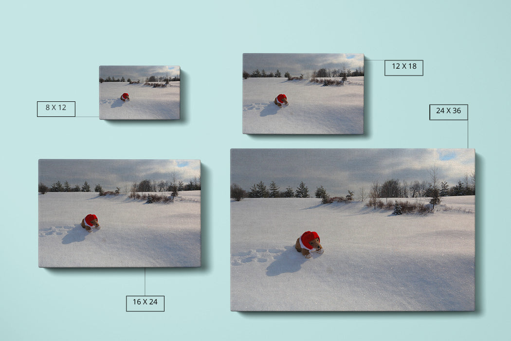 Bear on Snow Canvas Art Print - Canvas Comparison - Andrew Moor Photography