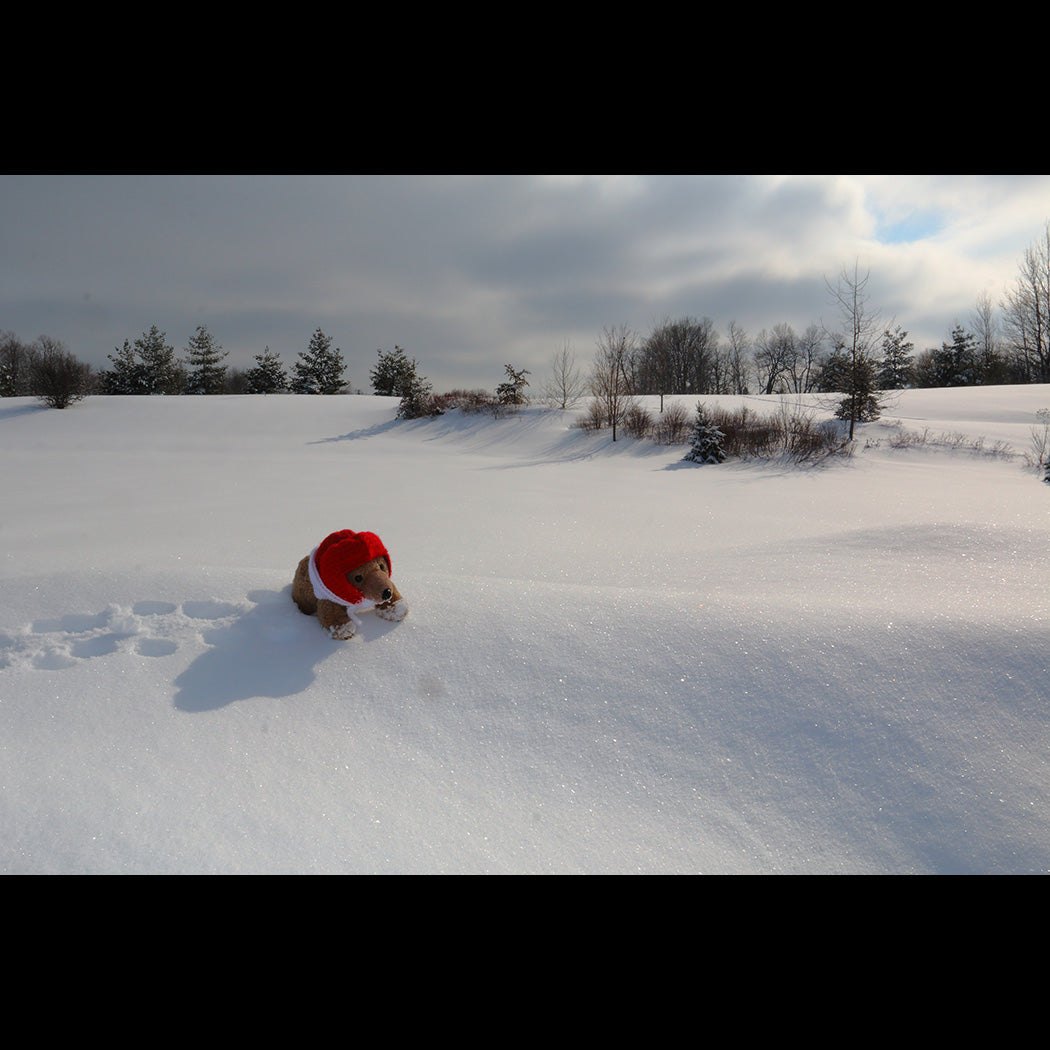 Biff da Bear on Snow Canvas Art Print - Catalog Image - Andrew Moor Photography
