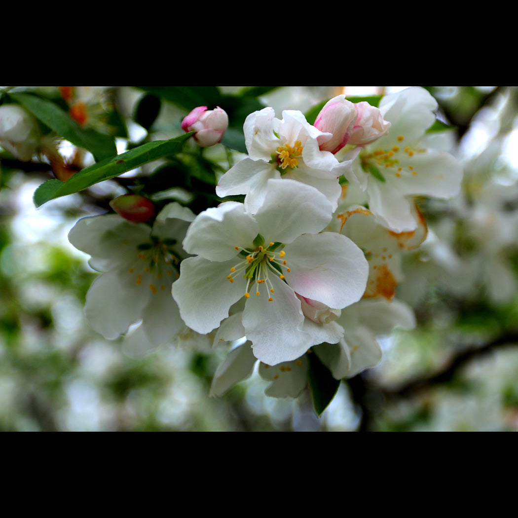 Cherry Blossoms Canvas Art Print - Catalog Image - Andrew Moor Photography