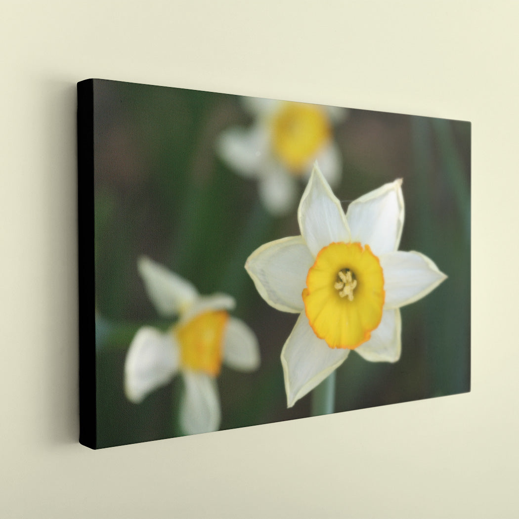 Daffodil Fine Art Print - Black Edge - Andrew Moor Photography