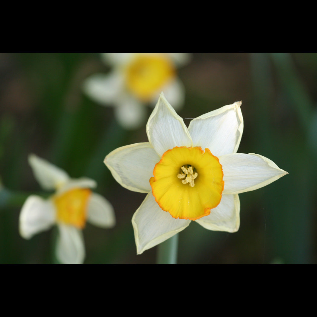 Daffodil Canvas Art Print - Catalog Image - Andrew Moor Photography