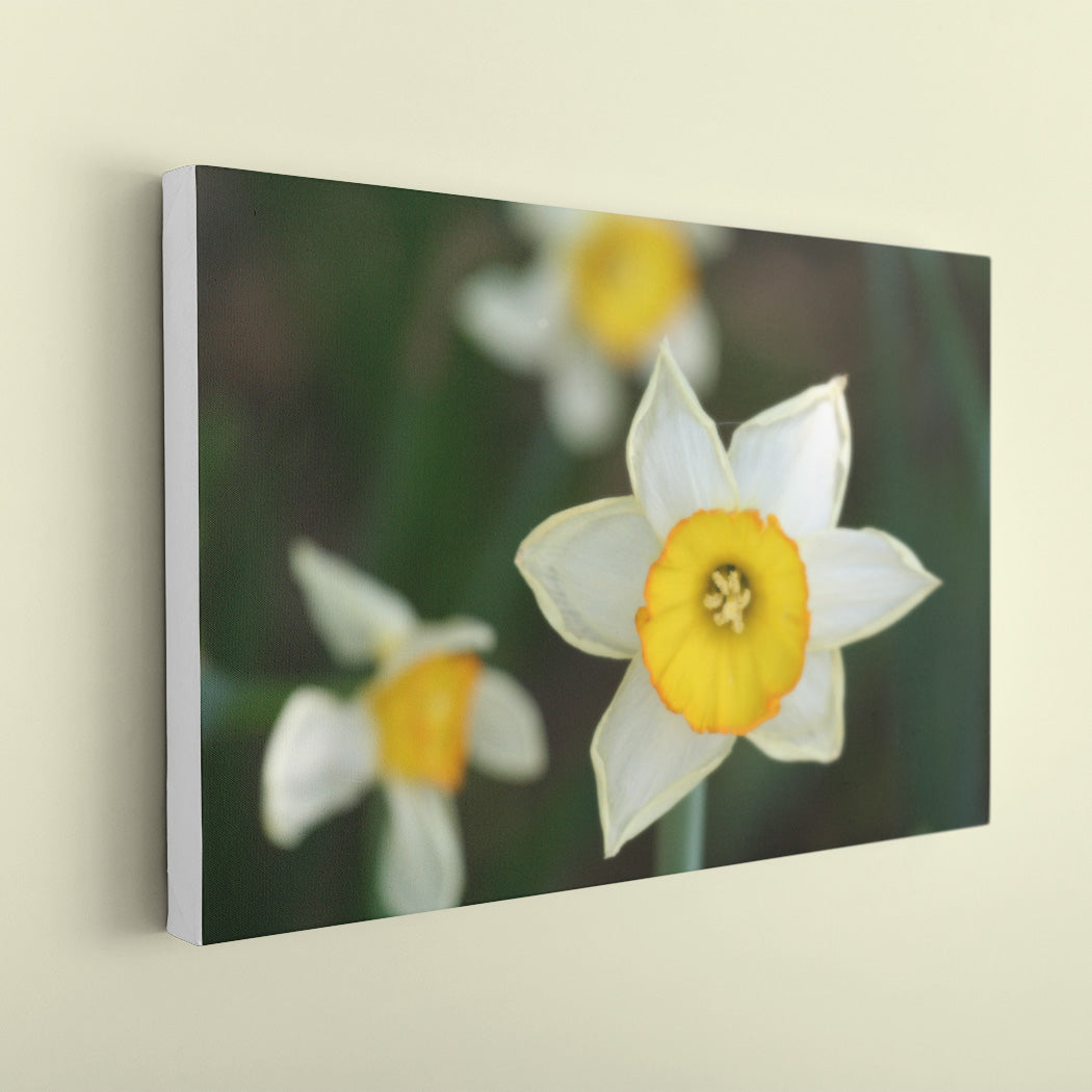 Daffodil Fine Art Print - White Edge - Andrew Moor Photography