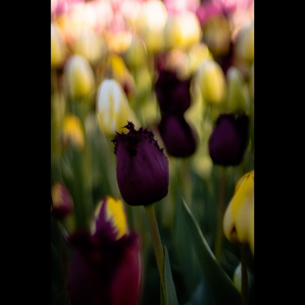 Deep Purple Tulip Canvas Art Print - Catalog Image - Andrew Moor Photography