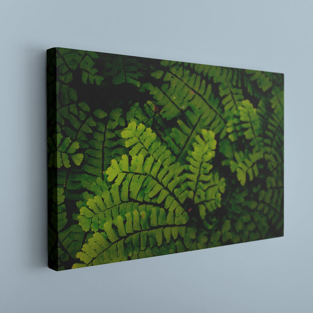 Forest Ferns Canvas Art Print - Image Edge - Andrew Moor Photography