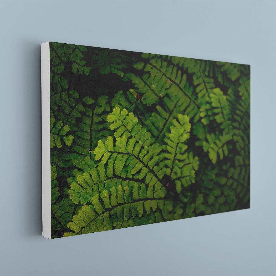 Forest Ferns Canvas Art Print - White Edge - Andrew Moor Photography