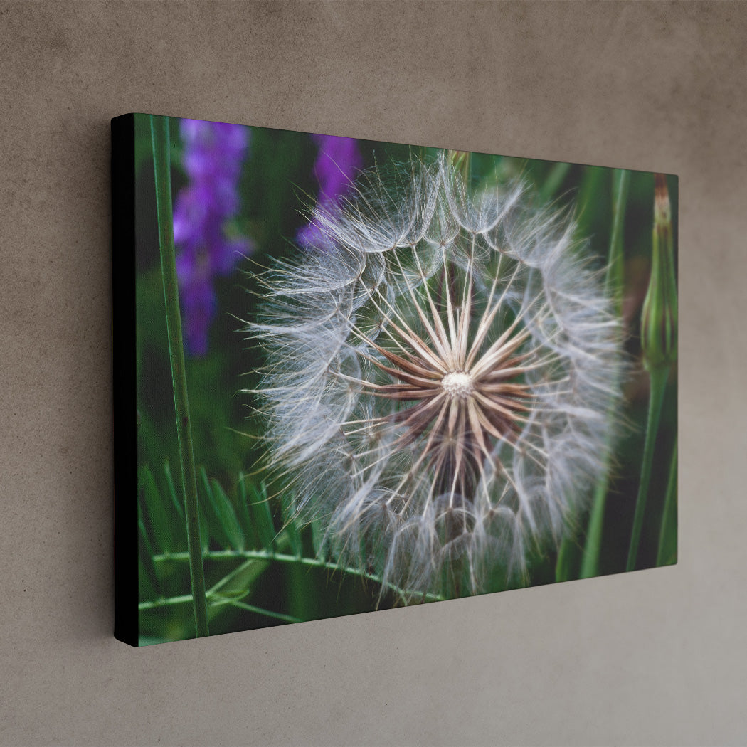 Parachute seeds 16x24 Canvas Print black edge - Andrew Moor Photography