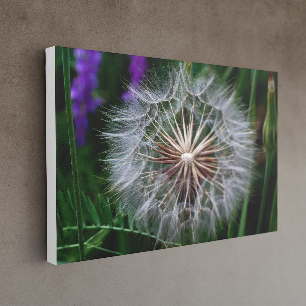 Parachute seeds 16x24 Canvas Print white edge - Andrew Moor Photography