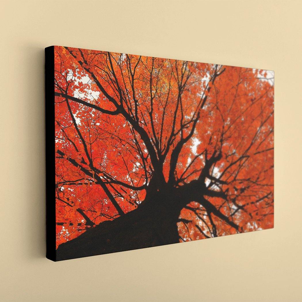 Autumn Maple - Black Edges - Andrew Moor Photography