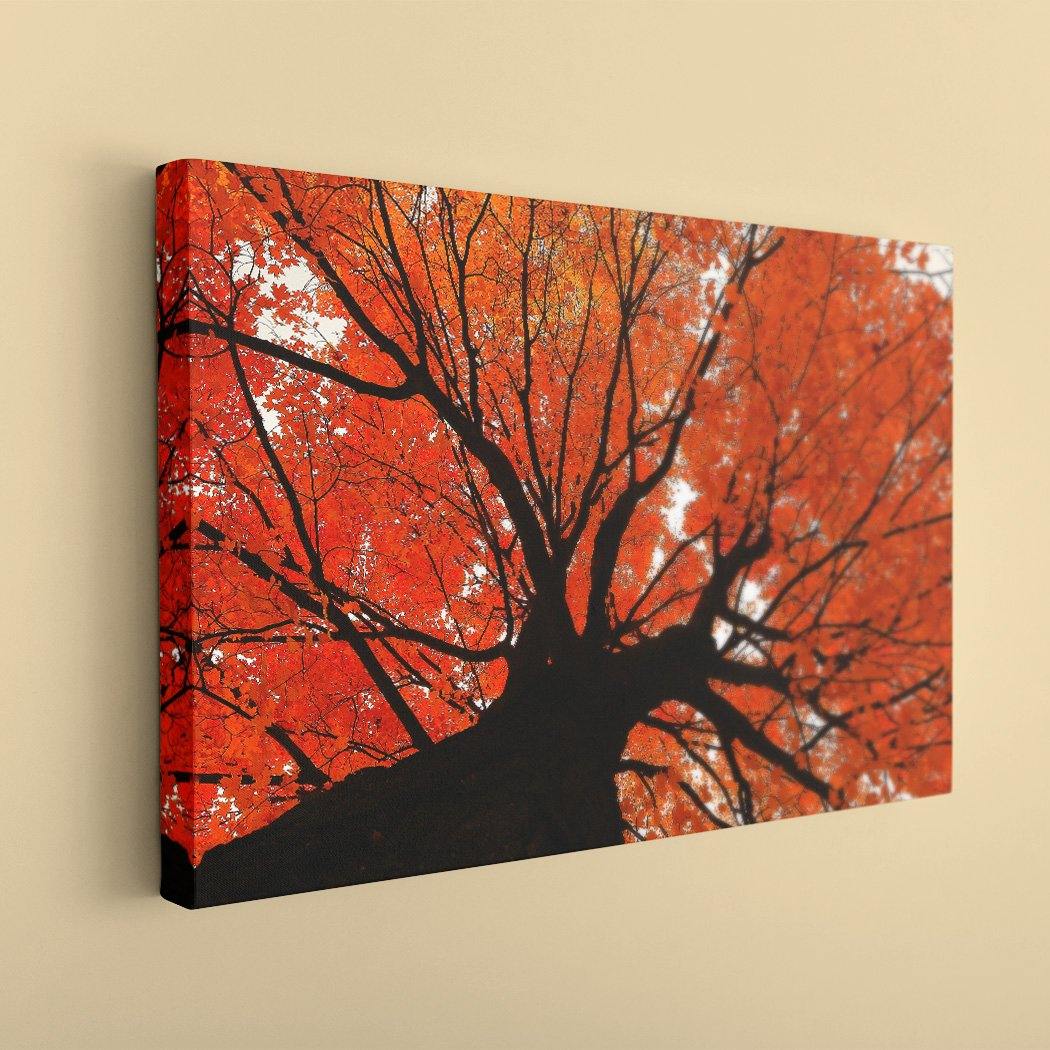 Autumn Maple - Image Edges - Andrew Moor Photography
