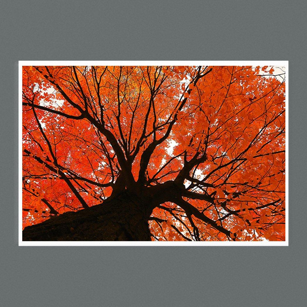 Autumn Maple 9x6 Square - Andrew Moor Photography