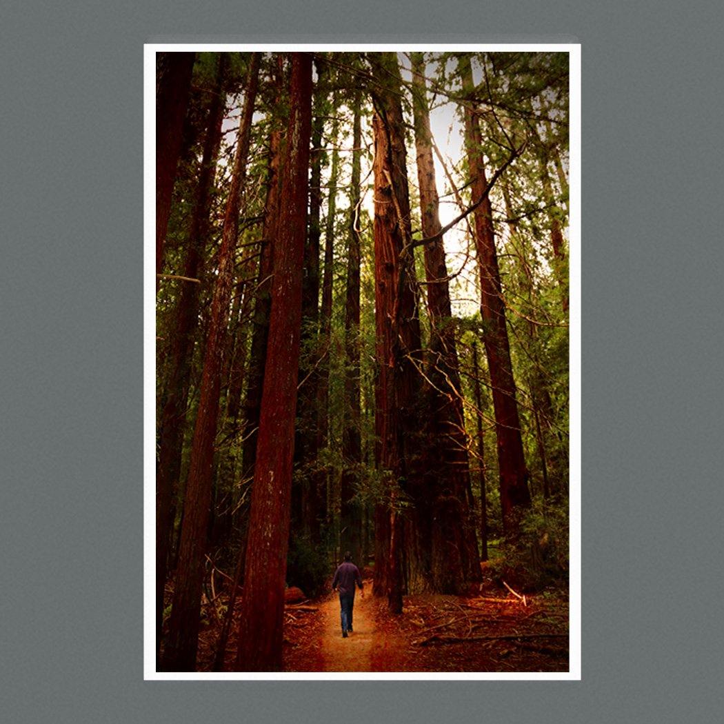 Avenue of the Giants 9x6 Square - Andrew Moor Photography