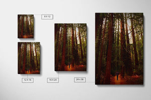 Avenue of the Giants - Canvas Compare - Andrew Moor Photgography