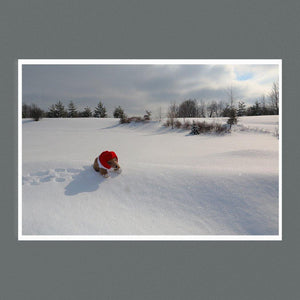 Bear on Snow 9x6 Square - Andrew Moor Photography