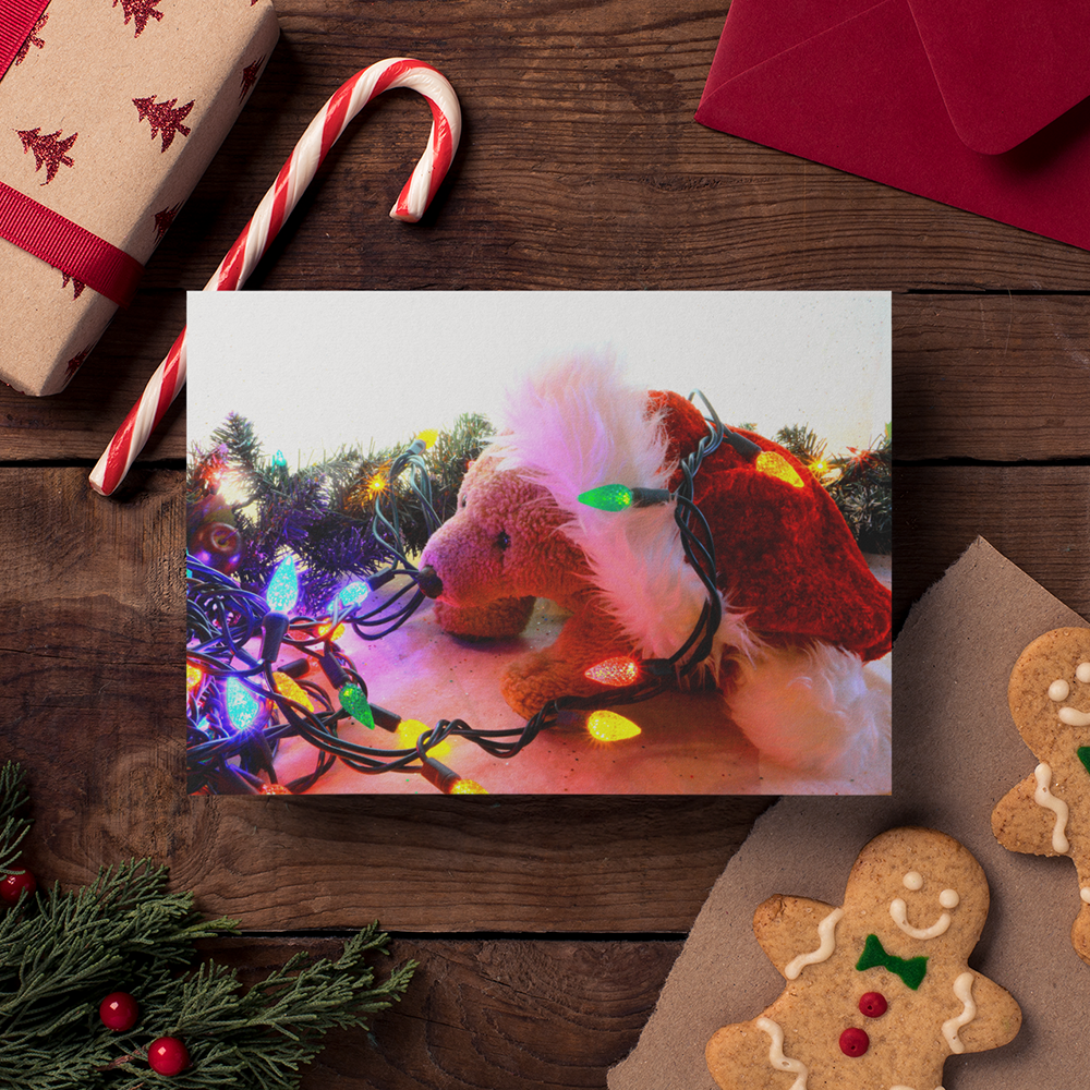 Biff da Bear - Lights Card - Andrew Moor Photography