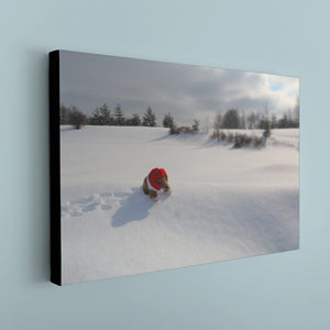 Biff da Bear on Snow Canvas Print - Black Edges - Andrew Moor Photography