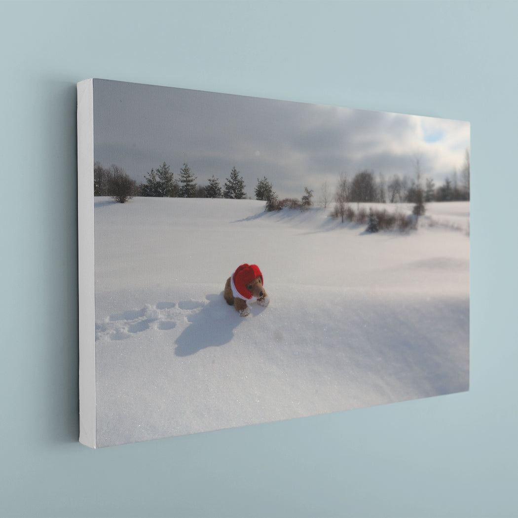 Biff da Bear on Snow Canvas Print - White Edges - Andrew Moor Photography