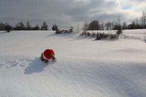 Biff da Bear on Snow - Catalog Image - Andrew Moor Photography