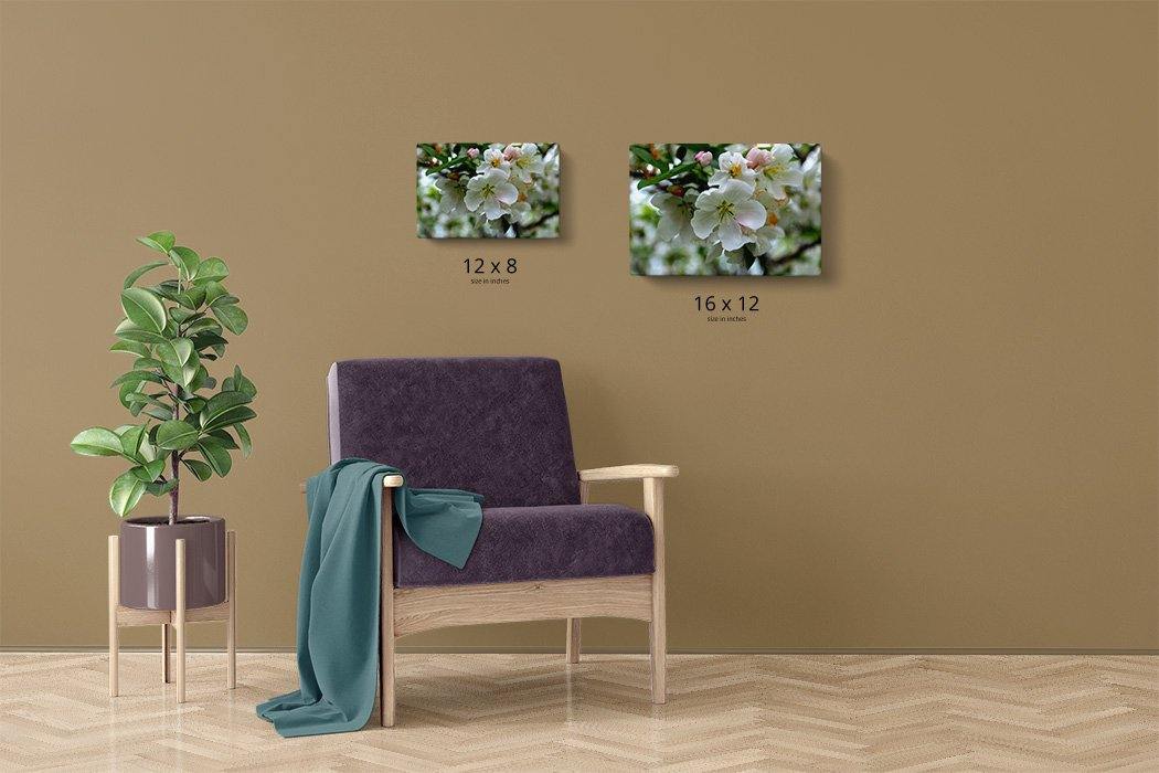 Cherry Blossoms Canvas Main - Andrew Moor Photography