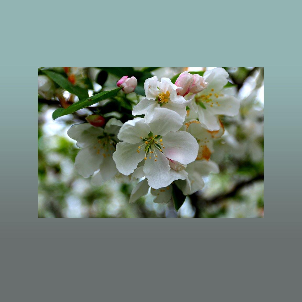 Cherry Blossoms Image - Andrew Moor Photography