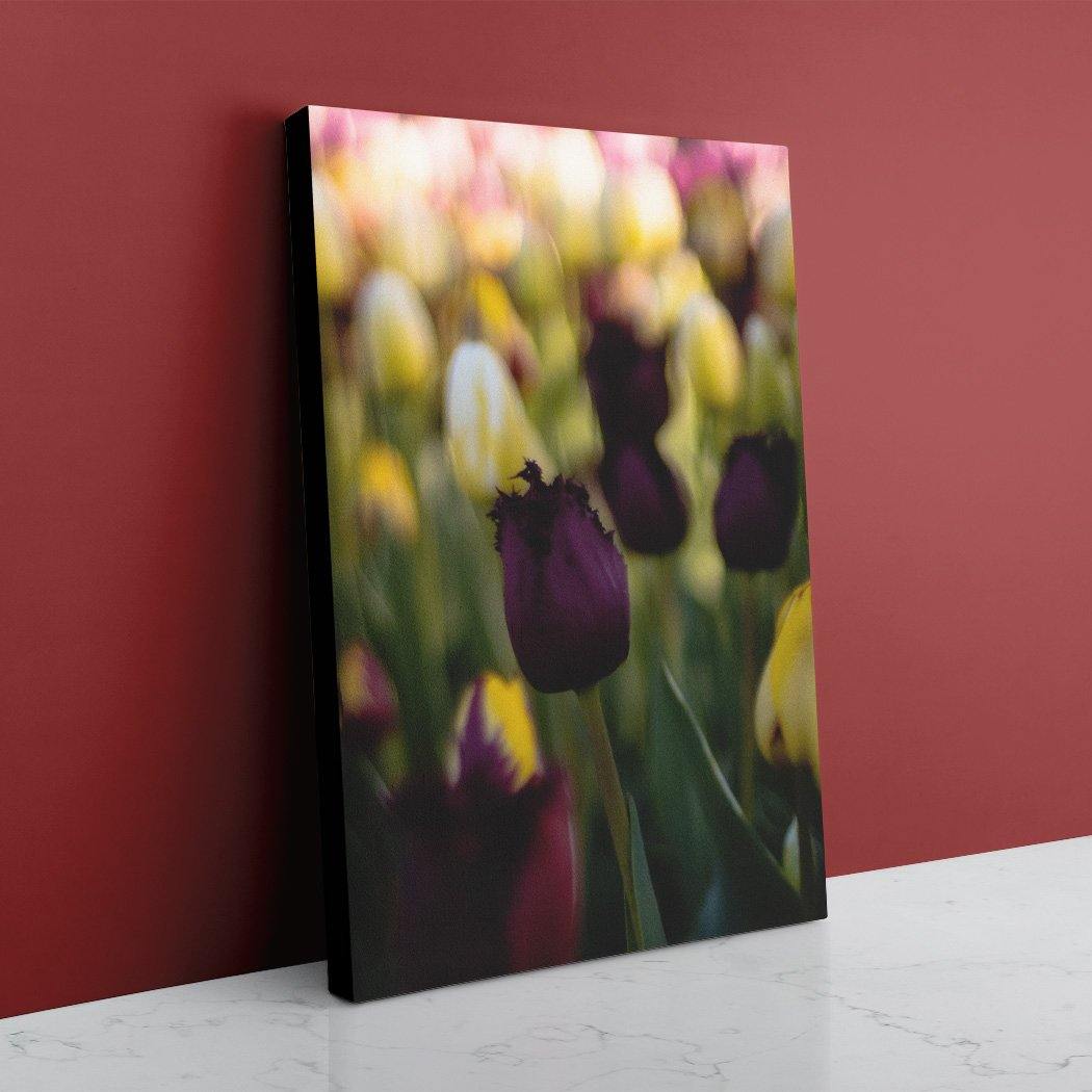 Deep Purple Tulip Canvas - Black Edges - Andrew Moor Photography