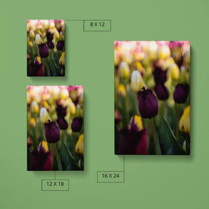 Seep Purple Tulip - Canvas Compare - Andrew Moor Photography