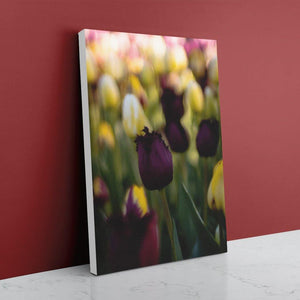 Deep Purple Tulip Canvas - White Edges - Andrew Moor Photography