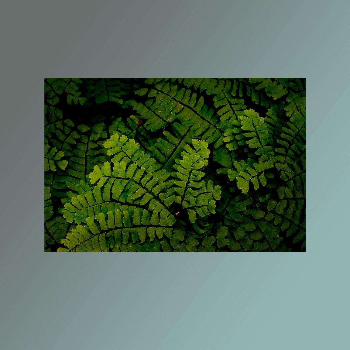 Forest Ferns Image - Andrew Moor Photography