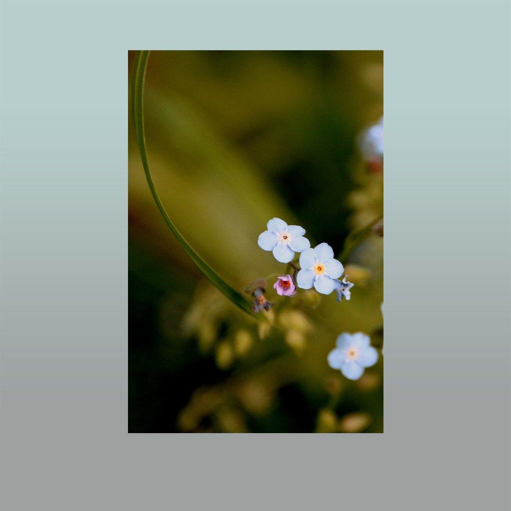 Forget-me-nots Image - Andrew Moor Photography