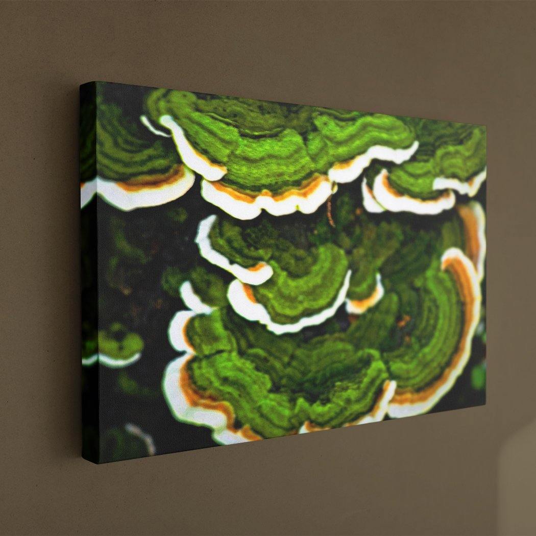 Green Shelf Canvas Art Print - Image Edges - Andrew Moor Photography
