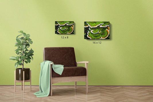 Green Shelf Canvas Compare - Andrew Moor Photography