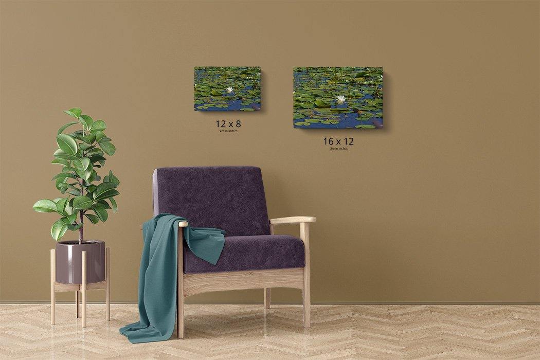 Lily Pond Canvas Main - Andrew Moor Photography