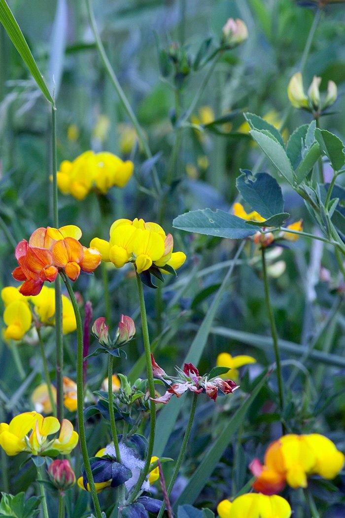 meadow flowers - Andrew Moor Photography