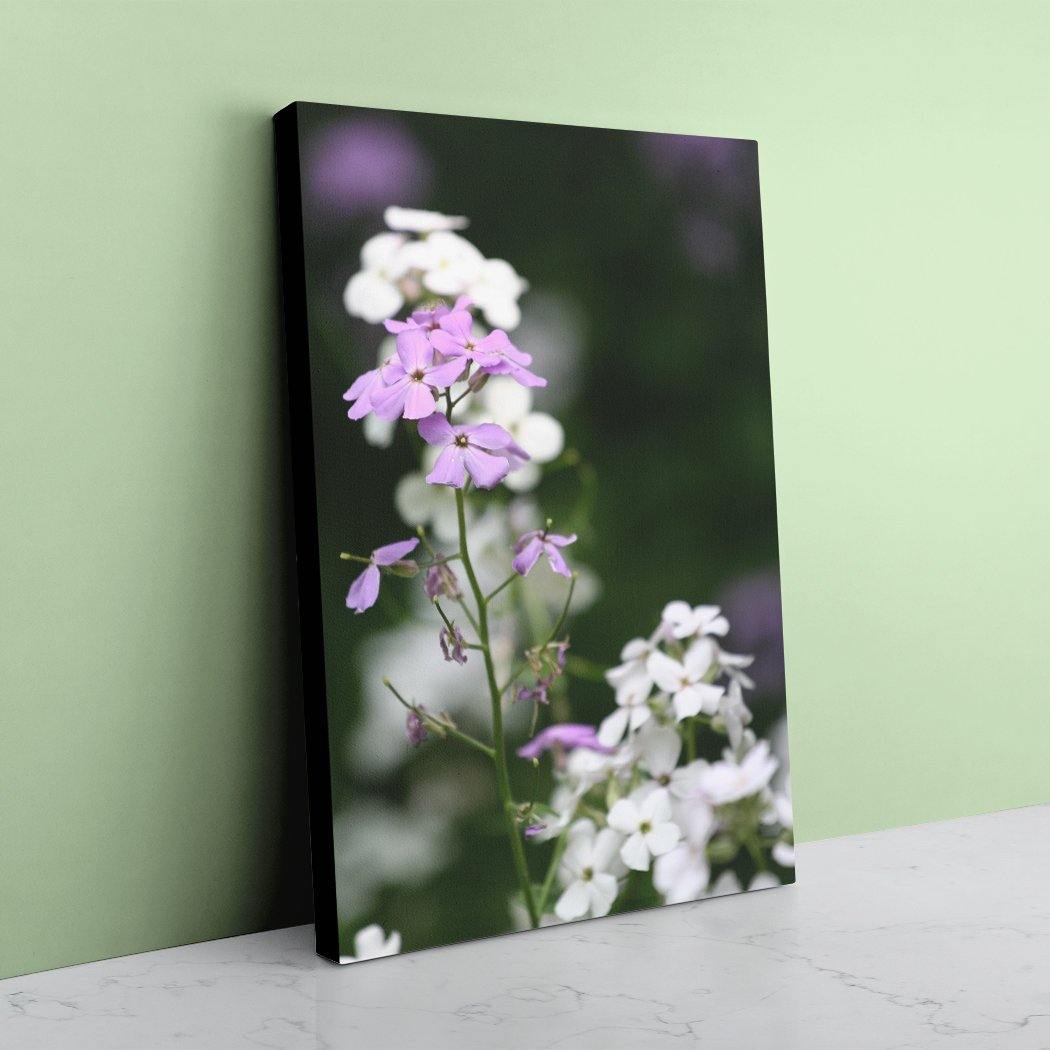 Meadow Phlox - Canvas Print Black Edges - Andrew Moor Photography