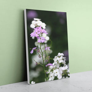 Meadow Phlox - Canvas Print White Edges - Andrew Moor Photography