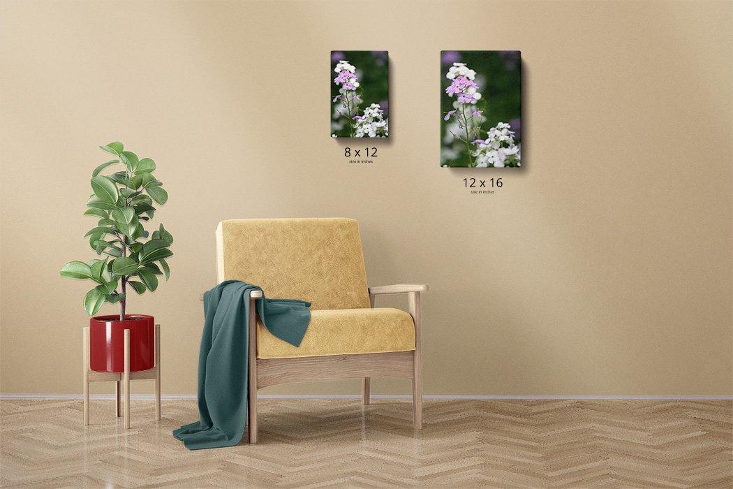 Meadow Phlox Canvas Main - Andrew Moor Photography