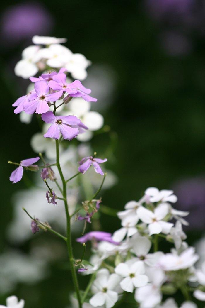 Meadow phlox - Catalog Entry - Andrew Moor Photography