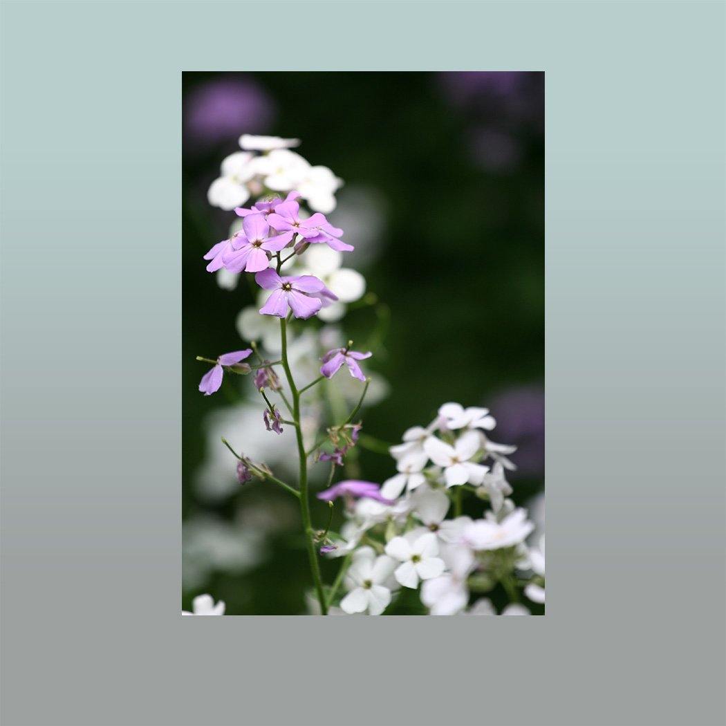 Meadow Phlox Image - Andrew Moor Photography