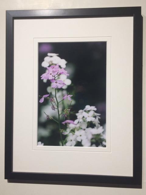 Meadow Asters - framed - Andrew Moor Photography