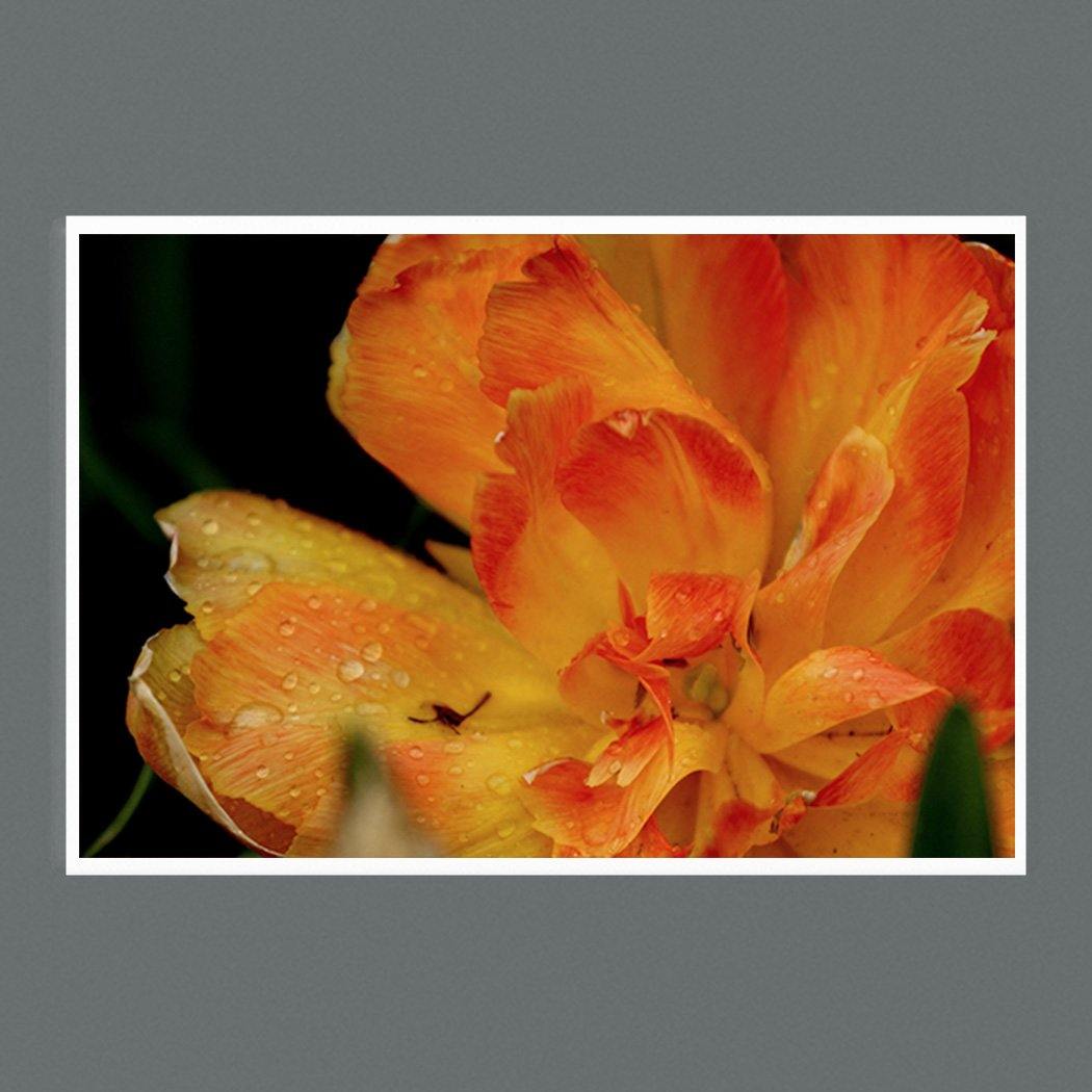 Orange Tulip 9x6 Photographic Print Square - Andrew Moor Photography