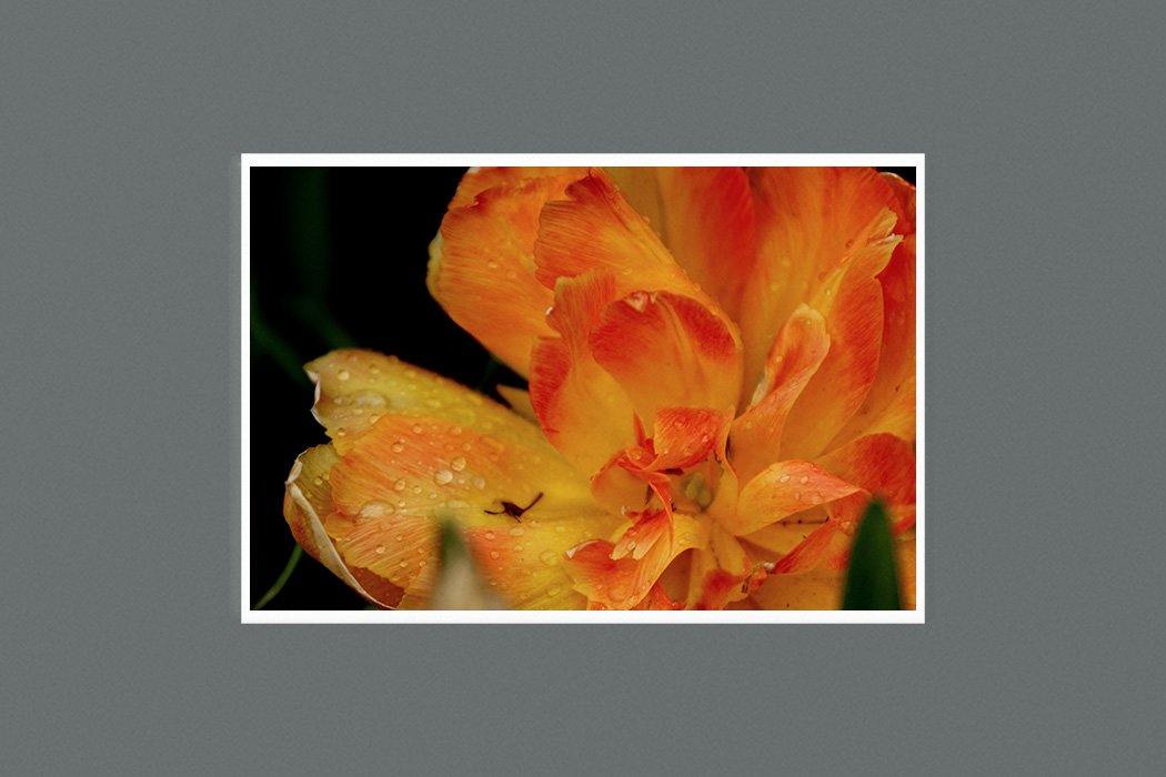 Orange Tulip 9x6 Photographic Print Square - Andrew Moor Photography
