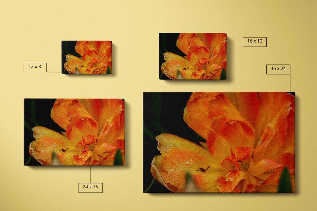 Orange Tulip Canvas Square - Andrew Moor Photography