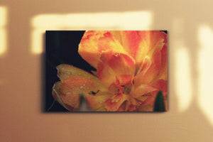 Orange Tulip Canvas Main - Andrew Moor Photography