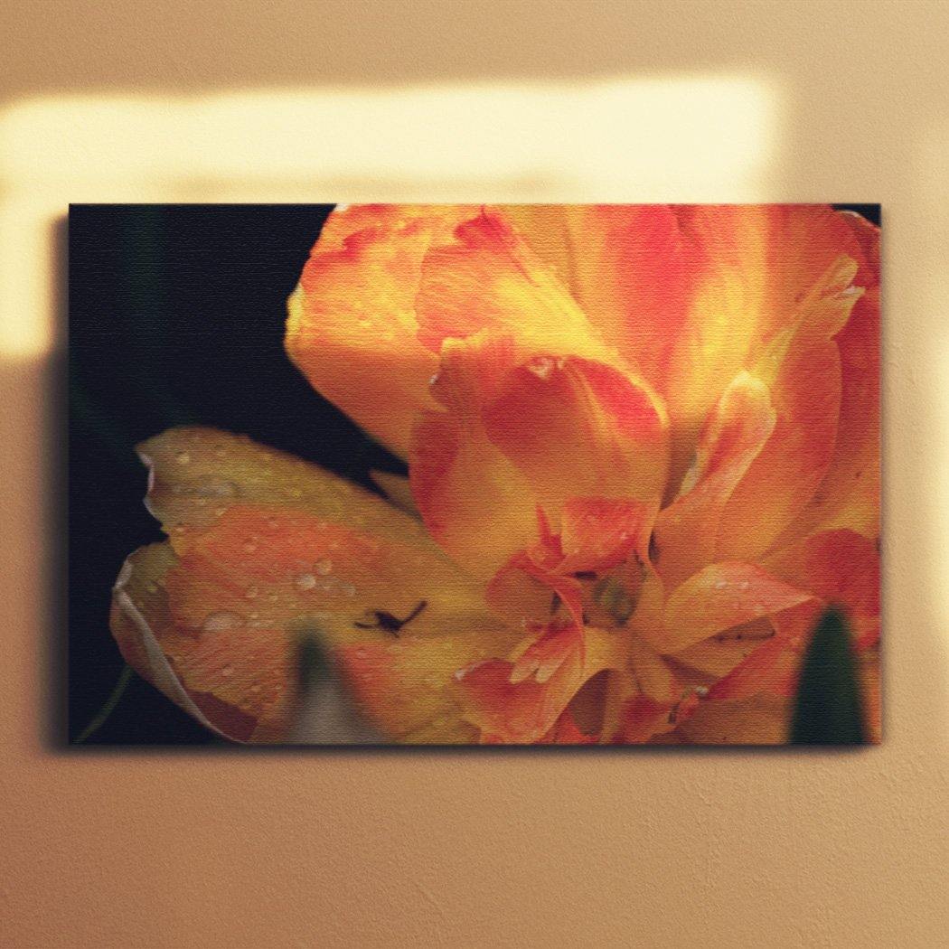 Orange Tulip Canvas Square - Andrew Moor Photography