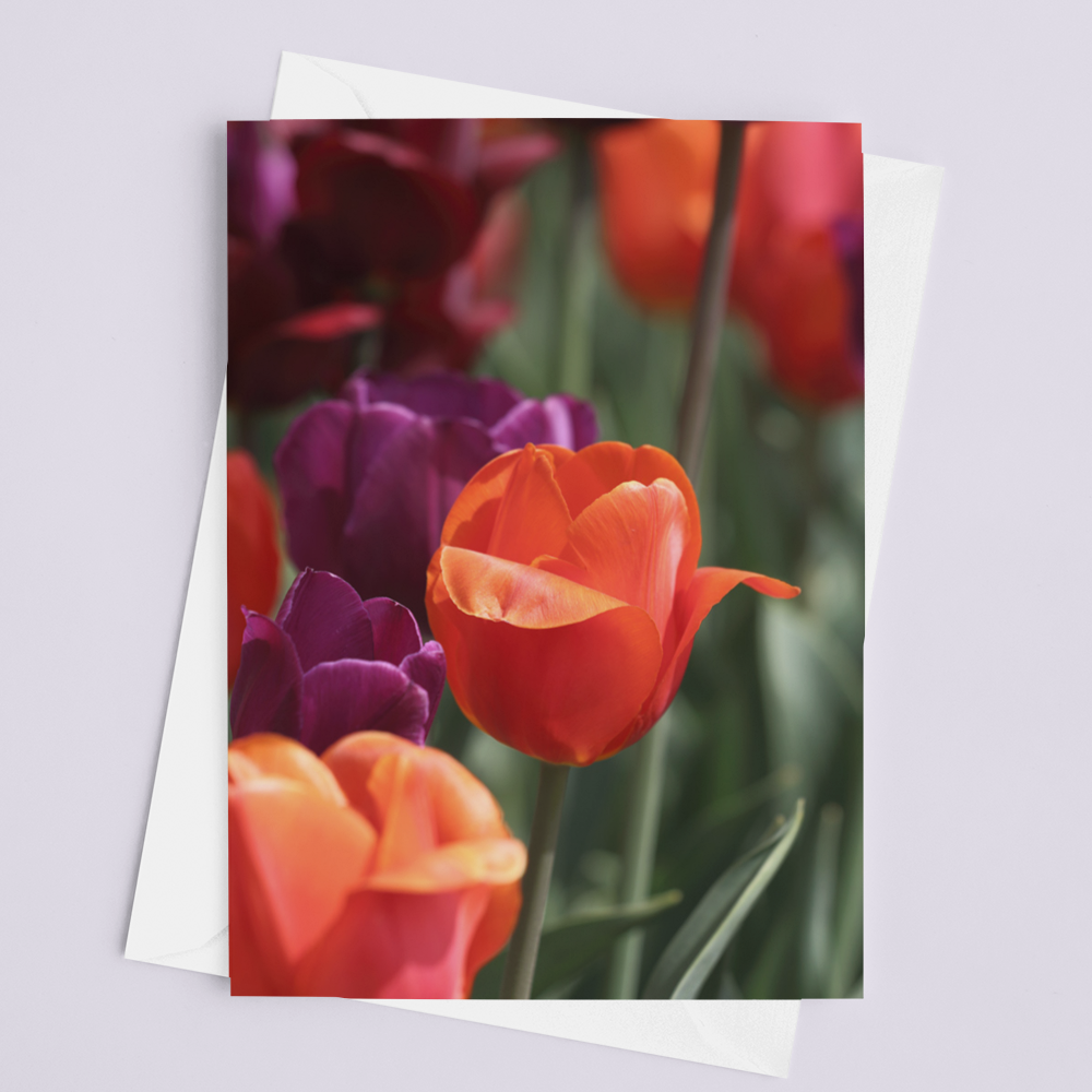 Orange Tulip Card - Andrew Moor Photography