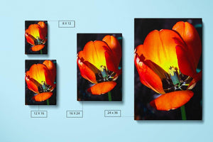 Orange Tulip Cutaway - Canvas Compare - Andrew Moor Photography