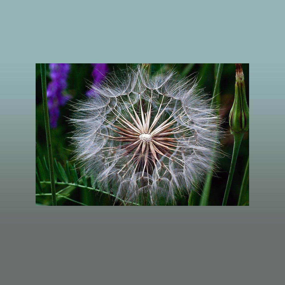 Parachute Seeds Image - Andrew Moor Photography